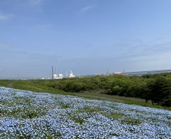 ネモフィラと水戸弘道館　に行ってきました！