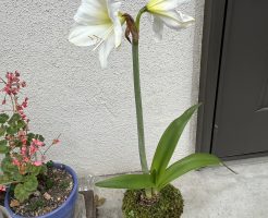 今年も咲きました！　あの奇跡のアマリリス
