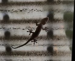 久し振りに　ヤモリ　の姿をみました！