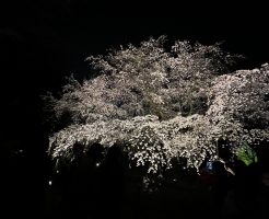 　”春夜の六義園”　夜間特別鑑賞に行ってきました！